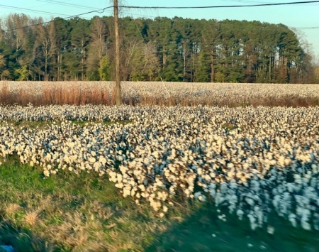 Cotton fields