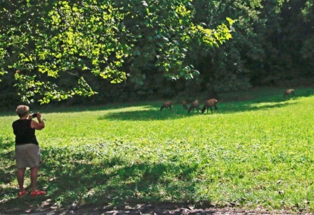 Elk near Oconaluftee Elk