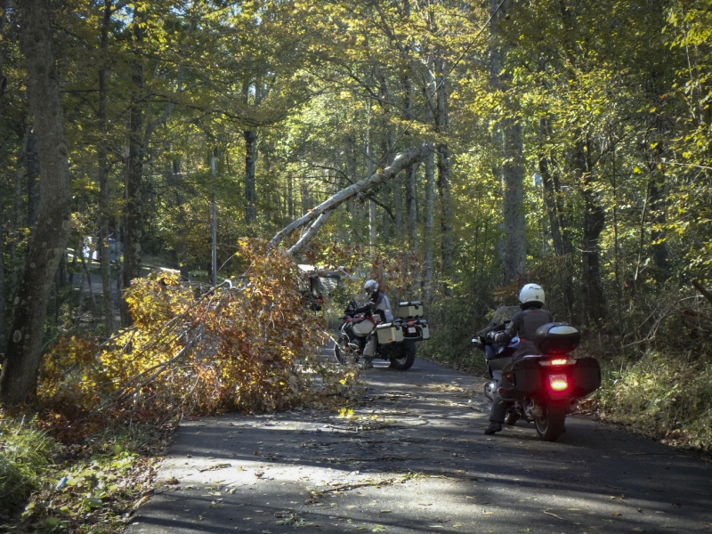 Ellison Ridge Road - tree on power lines