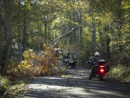Ellison Ridge Road - tree on power lines