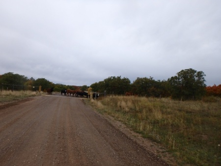 Cattle at the Gate