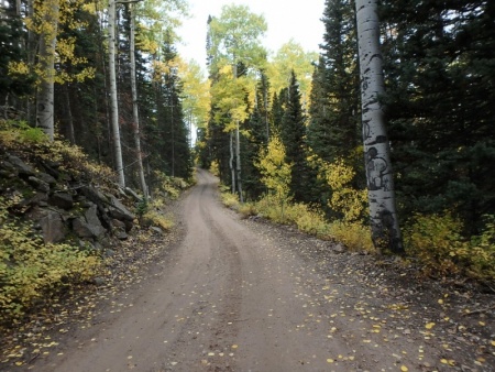 Pretty Forest