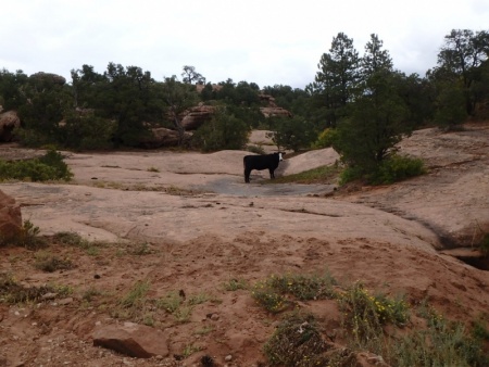 Cow On Rocks