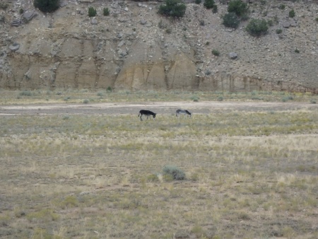 Donkeys??