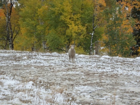 Sheep
