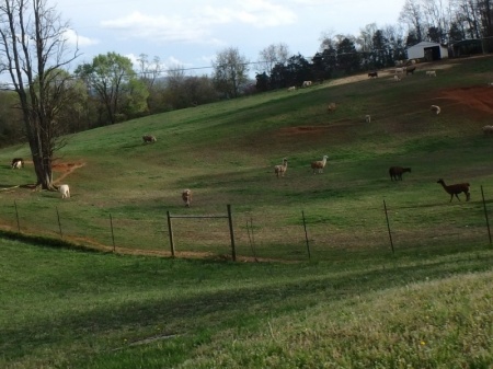 llamas