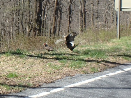 Buzzards