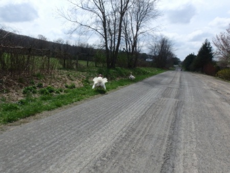 Turkeys on the side of the road.