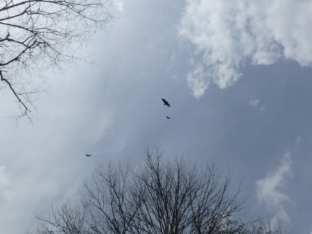 When you look up and see these circling overhead ...