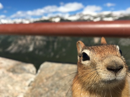 No nuts