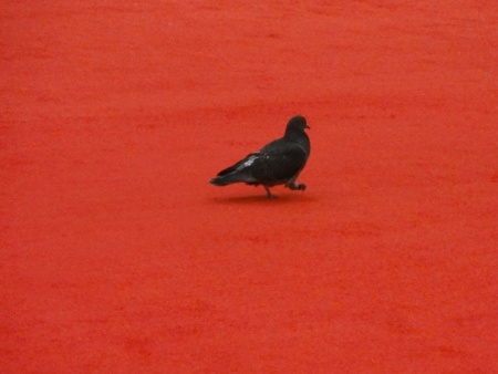Pigeon