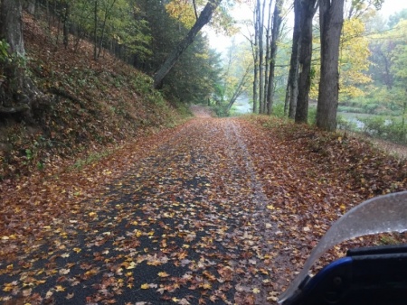 Wet leaves