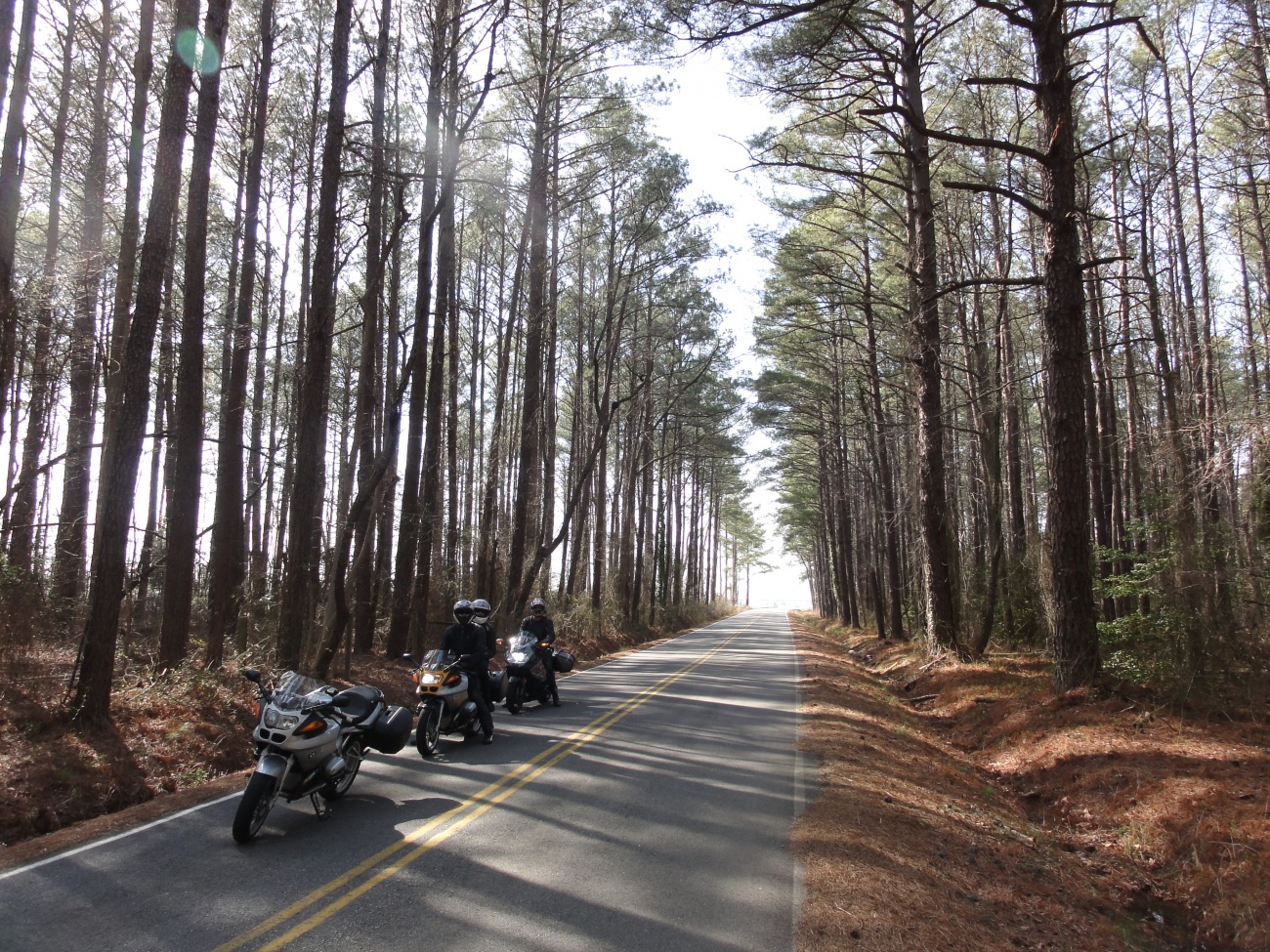Rays of Sunshine in the Pines on St George Island