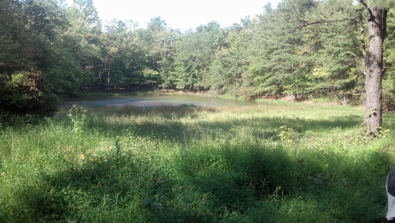 Pond