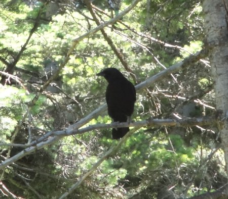 15_raven.jpeg
