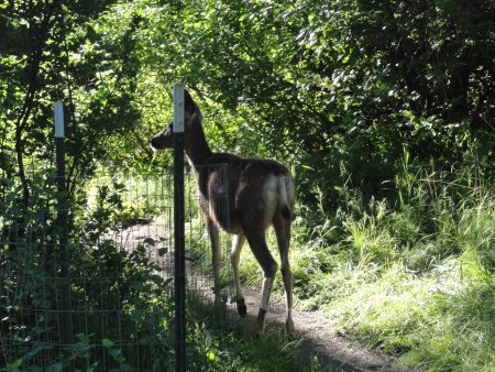 18_deer.jpeg