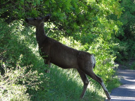 1_deer.jpeg