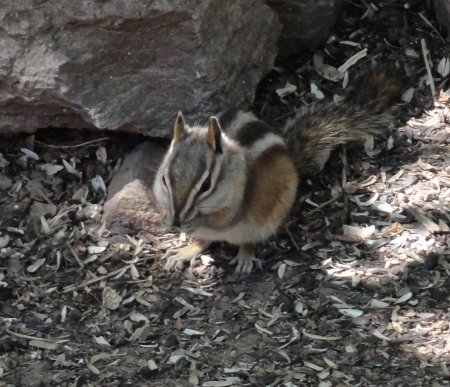 4_chipmunk.jpeg