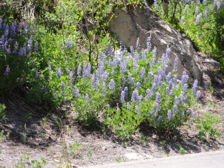 7_flowers.jpeg