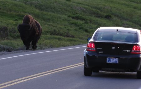 17_buffalo.jpeg