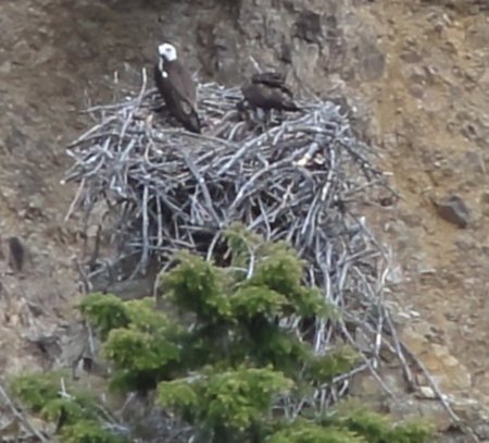 10_osprey.jpeg