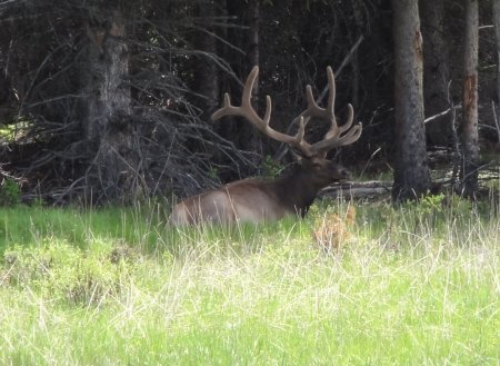 12_elk.jpeg