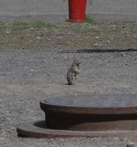 1_critter.jpeg
