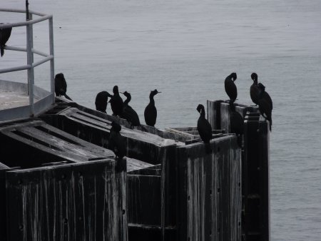 16_critters.jpeg