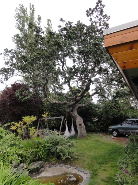24_greattree.jpeg
