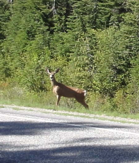 8_deer.jpeg