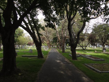 3_trees.jpeg