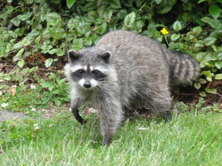 1_racoon.jpeg