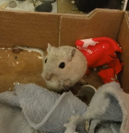 9_critter.jpeg