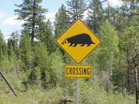 4_badger.jpeg