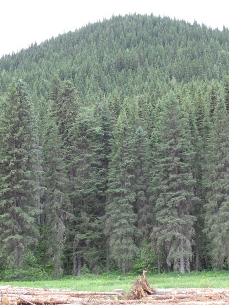 13_trees.jpeg