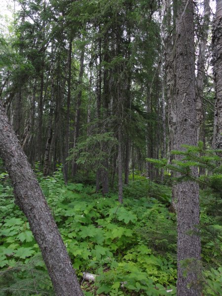 15_woods.jpeg