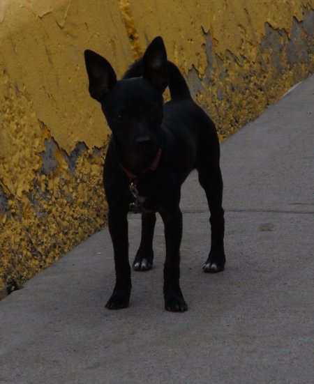 18_yipdog.jpeg