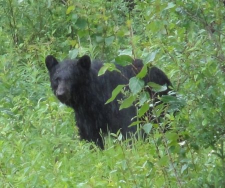 8_bear.jpeg
