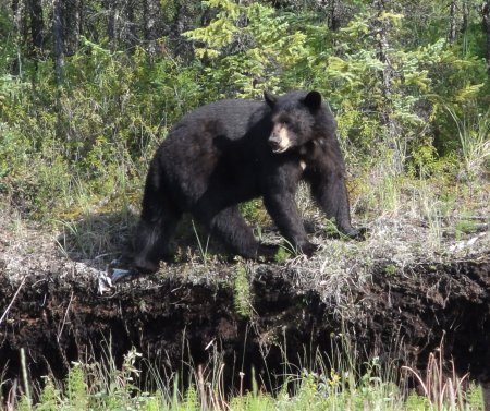 10_bear.jpeg