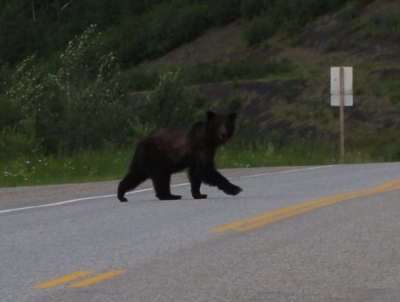 15_bear.jpeg