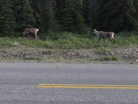 17_carribou.jpeg
