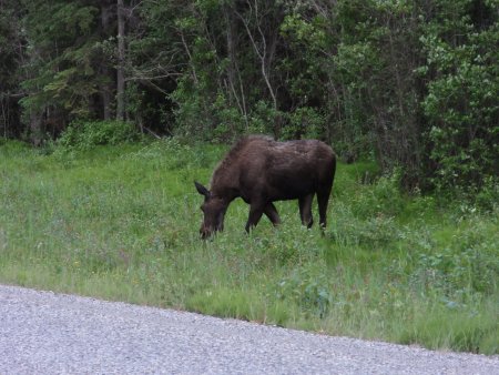 28_moose.jpeg