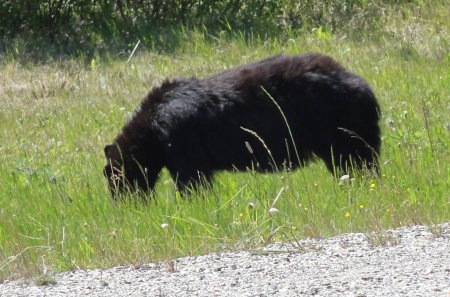 11_bear.jpeg
