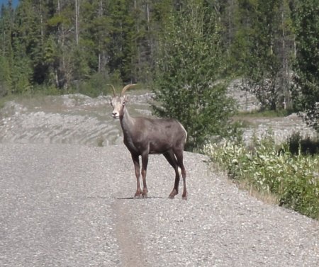 4_goat.jpeg