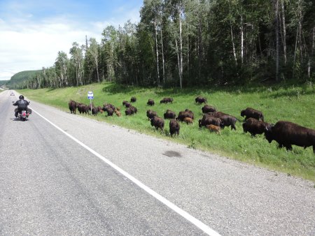 6_buffalo.jpeg