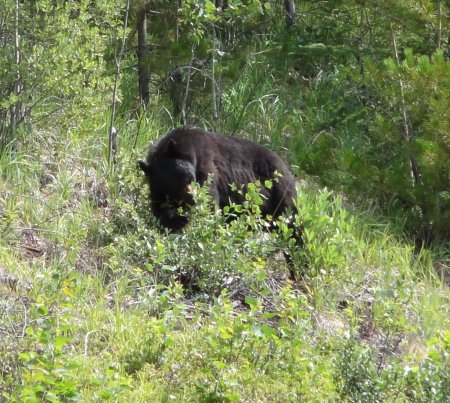 8_bear.jpeg