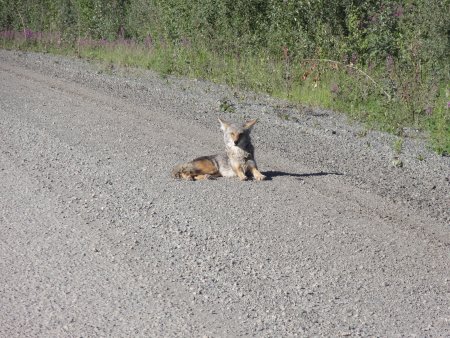 18_coyote.jpeg