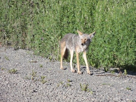 19_coyote.jpeg
