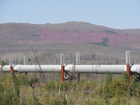 26_fireweed.jpeg