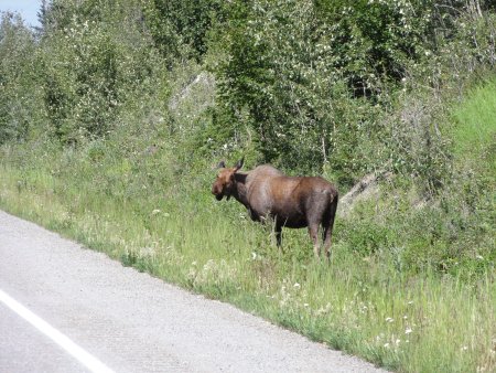 3_moose.jpeg